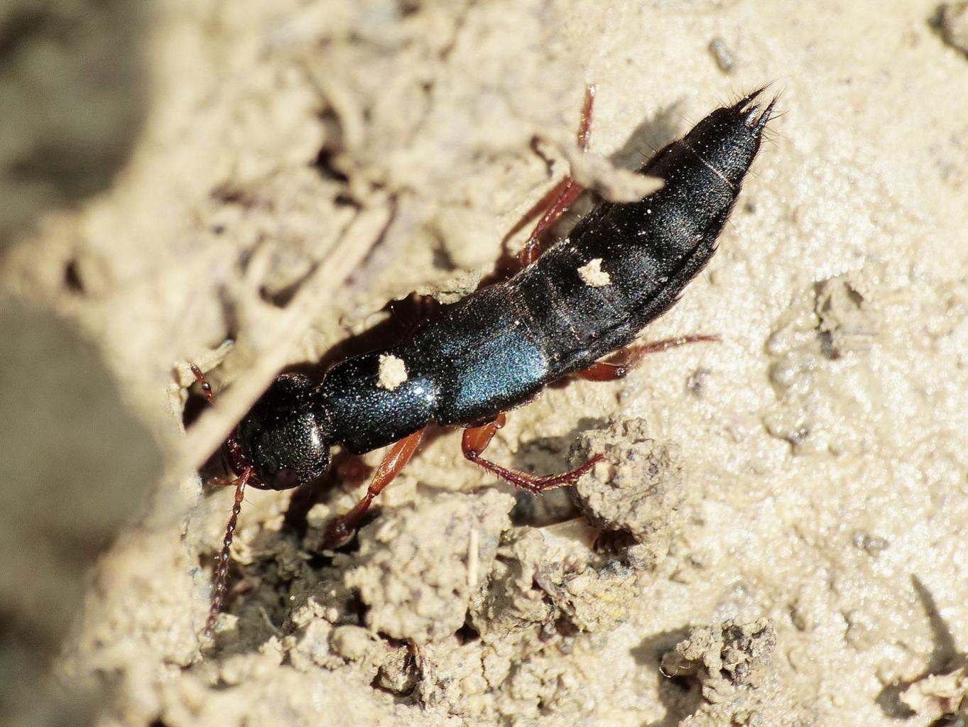 Staphilinidae verdastro: Tasgius falcifer